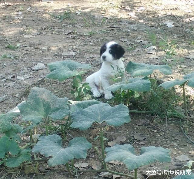 狗狗喜欢往你身上扑，不仅仅是因为喜欢你这么简单哦