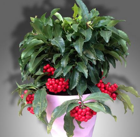 富贵子开始淡绿色，成熟时鲜红色，经久不落，特别美观