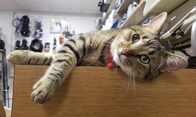 大学聘请新图书管理员, 只卖萌不干活, 猫咪管理员吸引学生多读书