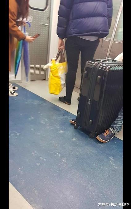 地铁上不允许带狗, 主人就把哈士奇装进袋子里, 狗: 生活不易啊!