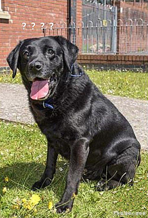 男子通过找狗脱单，九年后与拉布拉多重逢：孩子都会打酱油了