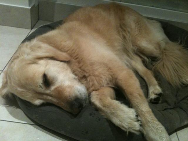 金毛感冒有什么症状? 兽医: 家中常备药就可以治, 你家有吗?