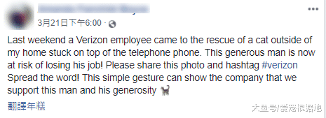 猫咪被困电线杆顶端，小哥上班时间救猫遭停职，网友为其众筹工资