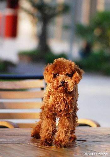 泰迪犬背叛你的5個信號，一旦出現，可能連主人都咬！