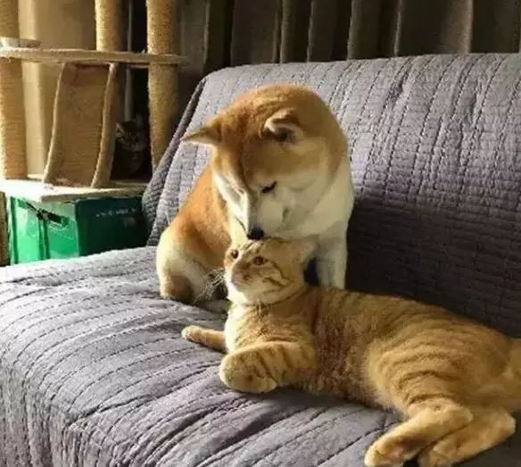 一起长大的猫咪去世后，狗狗变得越来越忧郁，直到这只橘猫的出现