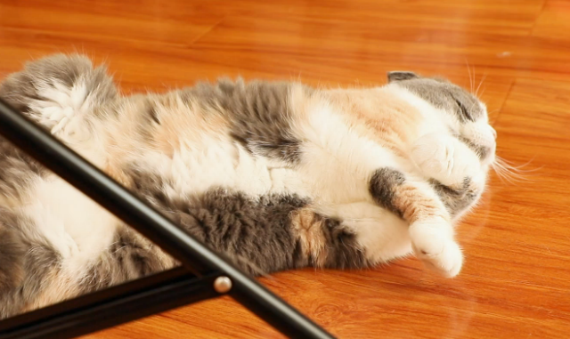 为什么不让你随便地把流浪猫带走，主要是这些原因