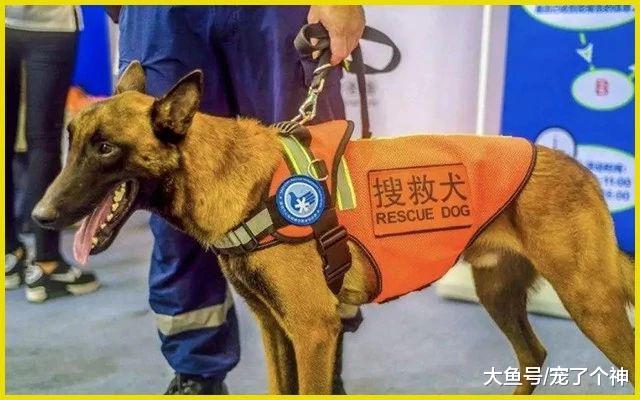 搜救犬：地震中，我不会因为你是狗黑就放弃你。