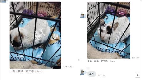 男子拿乳液喷猫、淋热水！被肉搜后，妈出面道歉：他是弱智求放过