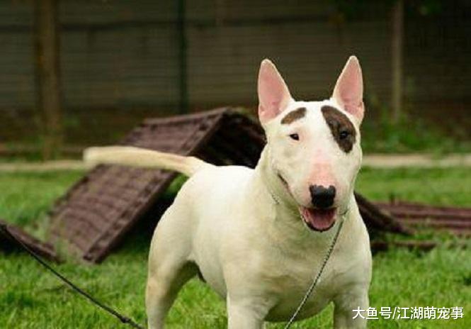 如果家里有小孩，那么这5种狗狗千万不要养！