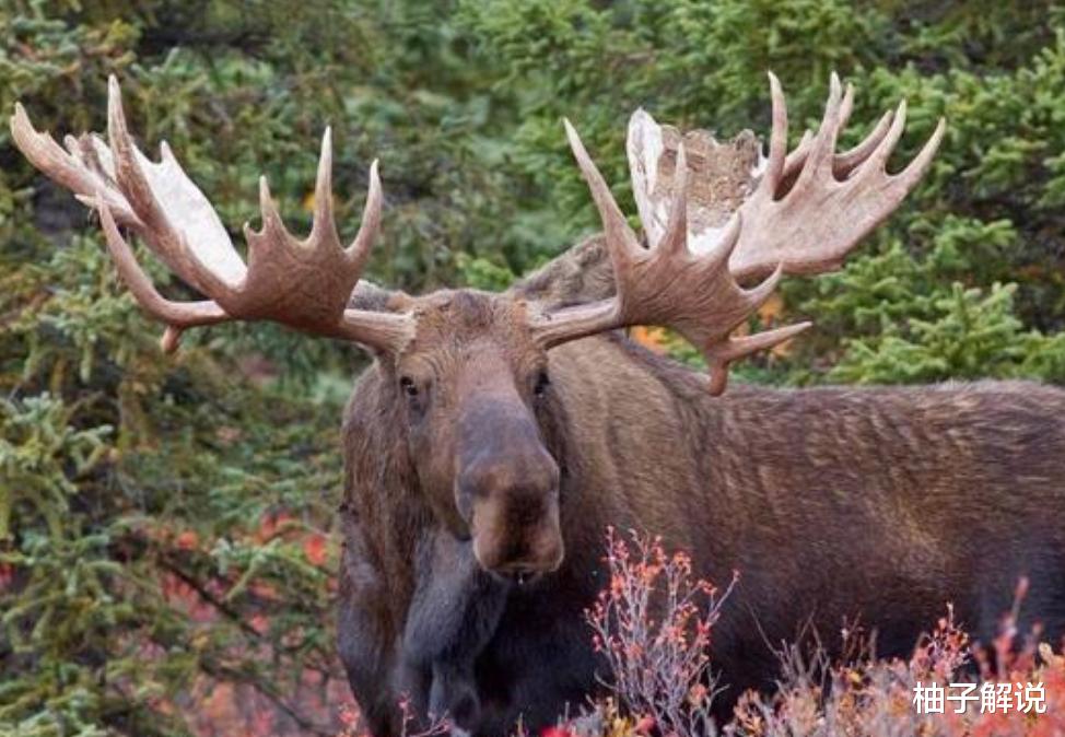 它被称为“避水金睛兽”，在国外泛滥成灾，最终只能养狼对付它们！