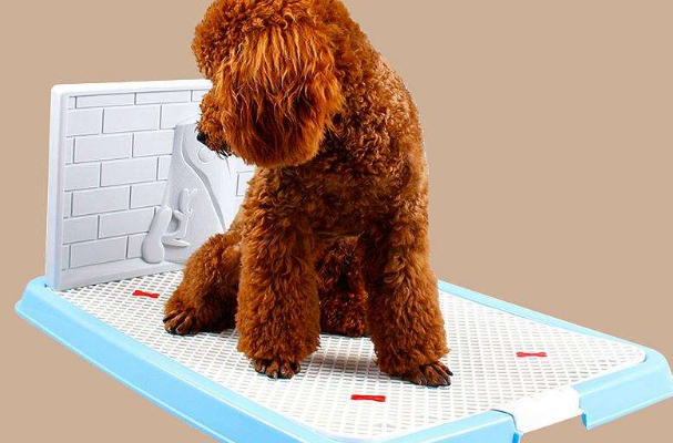 现在市面上很多狗狗厕所的样式，那么应该购买，什么样的狗厕所呢？