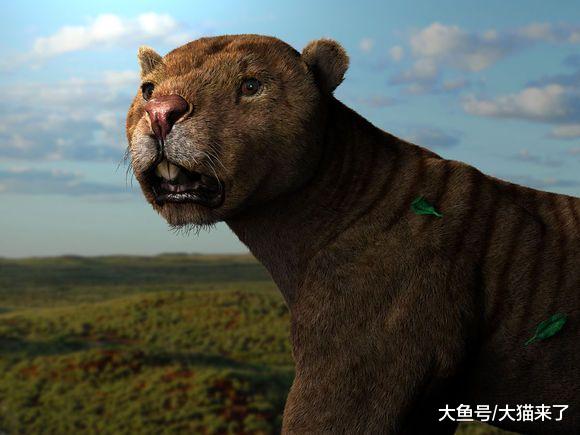 这种动物叫狮却不是狮，体型像小型老虎，咬合力却超过非洲雄狮