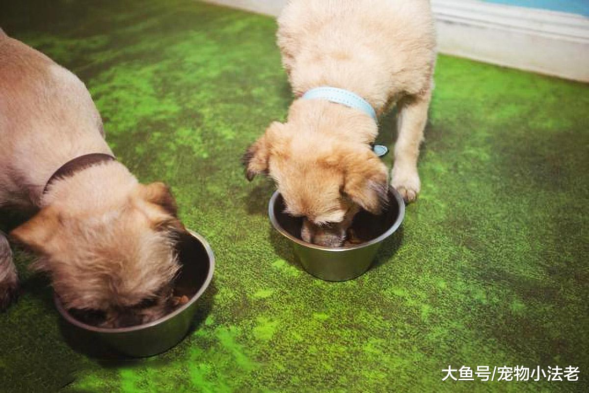 都说养狗后，就不能再养其它狗？按照正规操作，根本不用担心这事