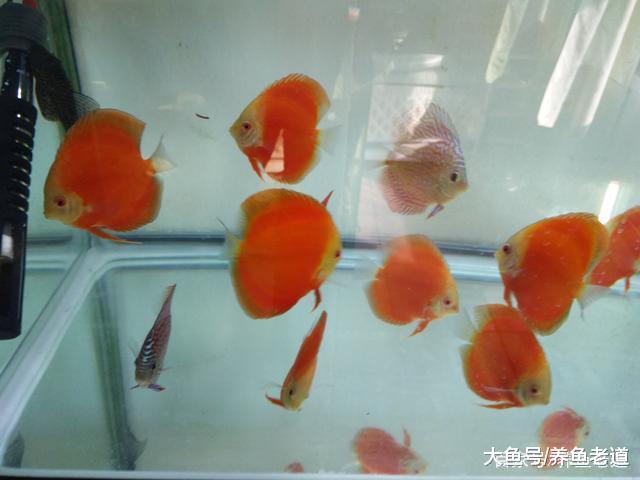 硝化细菌不是鱼缸水质和观赏鱼状态的唯一形象代言人!