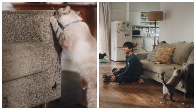 谷歌智能新广告, 攻陷猫奴的心, 教你如何用谷歌更好地吸猫