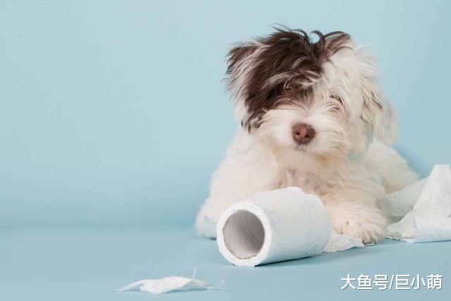 狗狗乱撕纸巾，比我搞卫生还勤快，狗狗为什么沉迷撕纸？