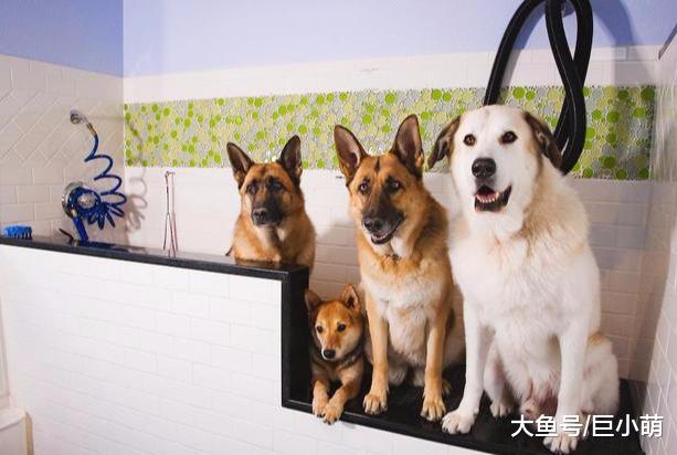 改善洗狗体验的8种方法，为了不让狗狗乱窜，我们要给它帝王体验