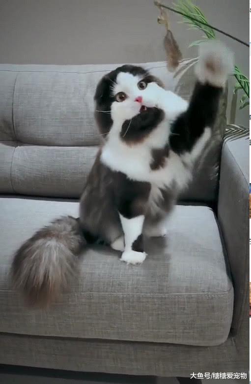 折耳猫因＂大胡子＂爆红，小模样太有喜感，网友：想要撸它的胡子