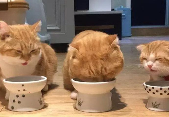 巴基斯坦网络直播开会，忘了关猫咪滤镜，好可爱哦