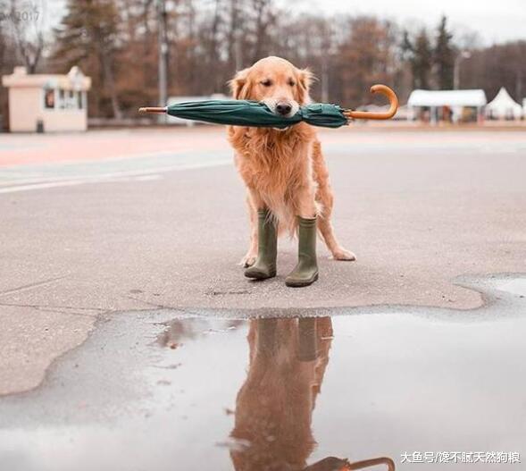 同样是狗，为什么金毛就被称为“暖男”呢？原因有7点