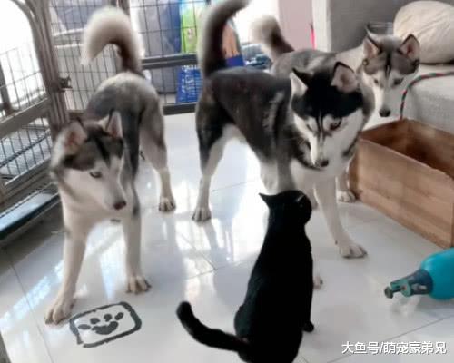 家里来只黑猫并对哈士奇展开“攻击”，猫：放心！哥只找有眼缘的！