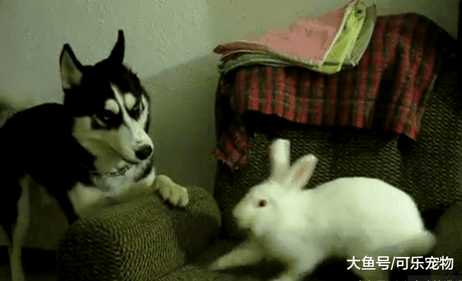 铲屎官带回来一只兔子，二哈将其当成了朋友，每天都会和兔子玩耍