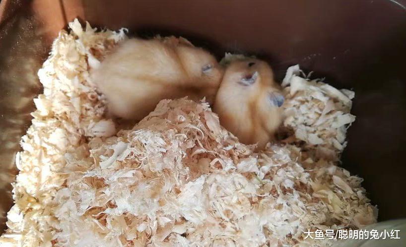 “丑”布丁大变样，宠主看完认不出：这是哪来的漂亮鼠子