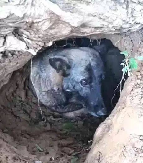 奶奶过世后，狗狗消失的无影无踪，半年后才发现它从来没离开过！