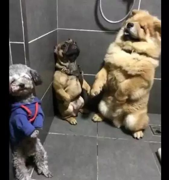 主人审问狗狗是谁做错事了，结果巴哥眼神暗示是松狮，演技绝了！