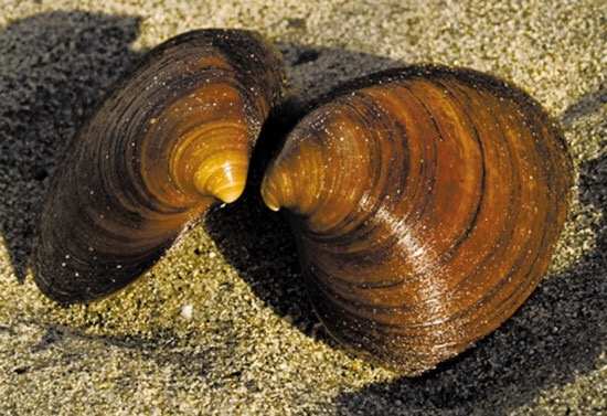 盘点世界十大长寿动物，第一名永远不死！