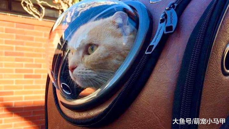 新手看过来，快速让猫咪融入家庭生活