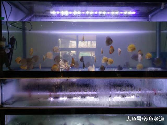 碰巧魚缸過濾停掉了一個晚上，我們看看一天之后水質如何？