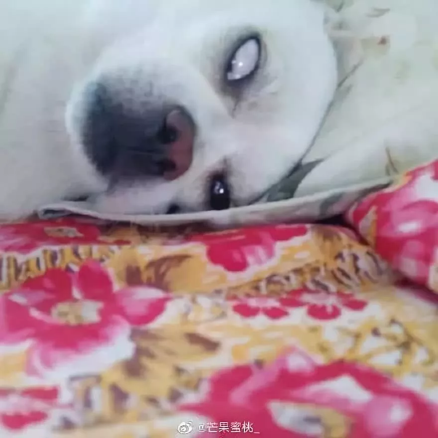 网上举办了一届“最丑狗狗大赛”，千万别看，看就是辣眼睛！