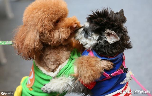 别再说你懂狗狗了，狗狗最喜欢做的5件事，你知道吗？