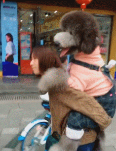 遛狗反被遛是怎样的体验？养大型犬的心酸，这些图片说出了真谛