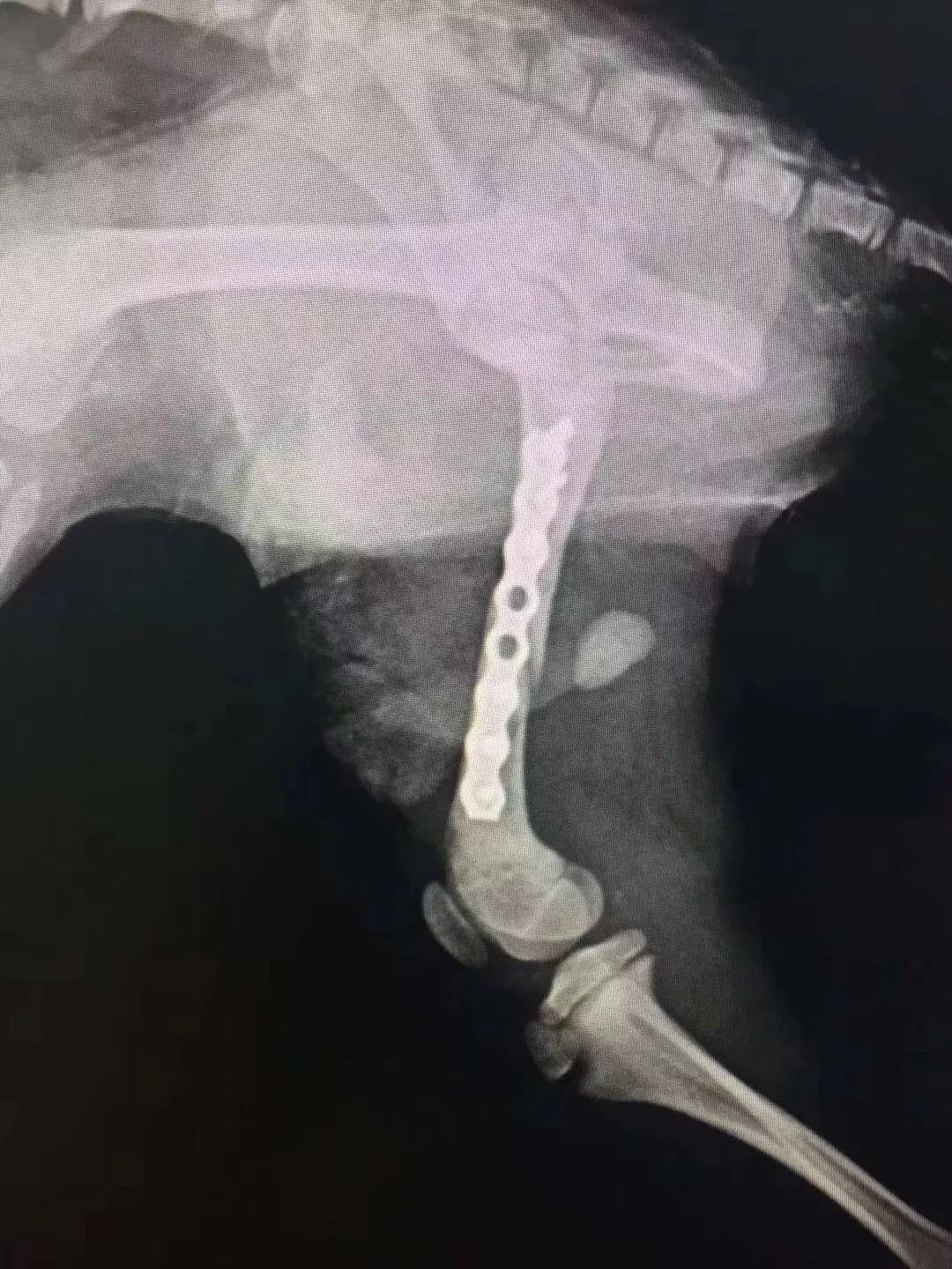 猫咪狗狗骨折了怎么办？扒一扒宠物“骨子里”的那些事