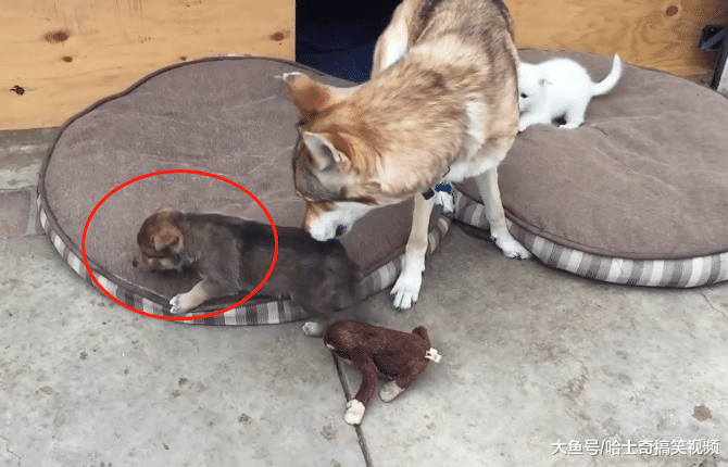 二哈生下4只寶寶，長得都不像狼犬，結果被“粑粑”嫌棄了