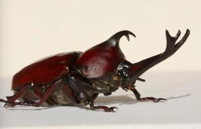 见到这种昆虫不要伤害，它们也是国家保护动物！