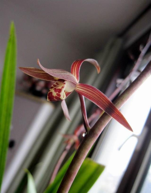 让人一眼就爱上的兰花，不娇不媚，清新脱俗，报岁香兰，墨兰企黑