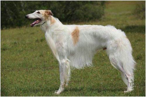 盘点8种最臭的狗狗，斗牛犬上榜，最后那个谁养谁崩溃！