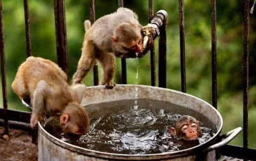 印度猴子泛滥成灾，成当地祸害闯祸不断，官方无奈：抓一只给50