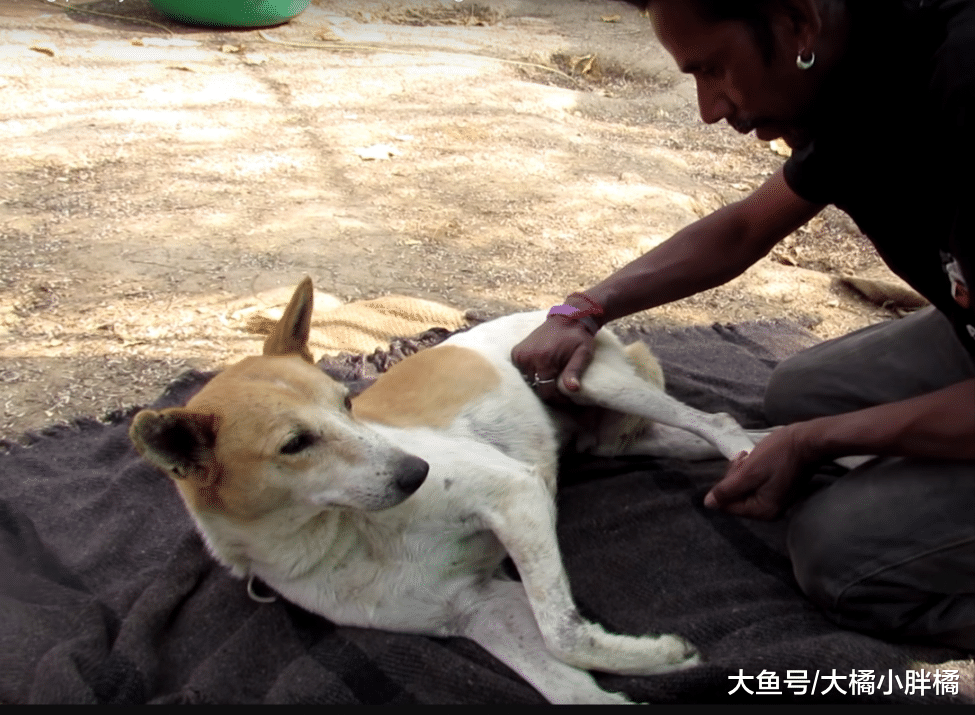 流浪狗被车撞成重伤，路人对它避而远之，三位小伙的做法让人佩服