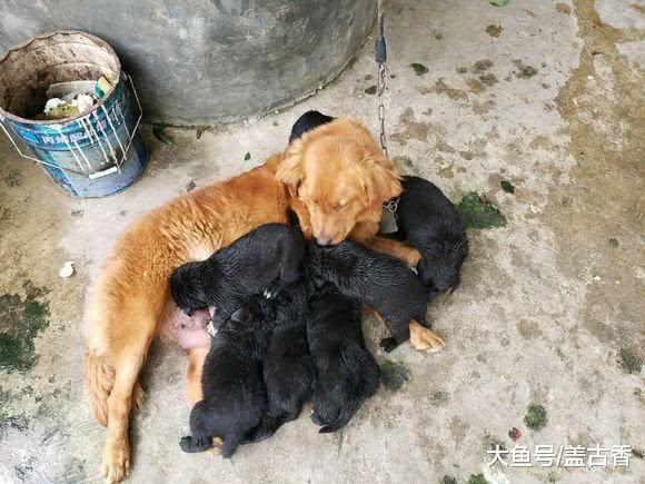 金毛生崽竟生出六只黑狗，主人看到后抓狂：隔壁家藏獒基因真的强大
