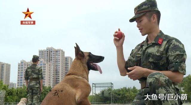 主人退伍，狗狗咬住他的包不让走，警犬也变得不“听话”了