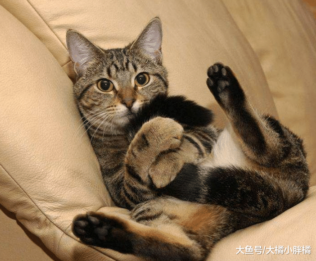 老人患病无法照顾爱猫，迫不得已将爱猫送走，没想到爱猫又回来了