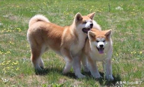 7岁女童到收容所想收养一只狗，没想到被秋田犬攻击，送医缝千针