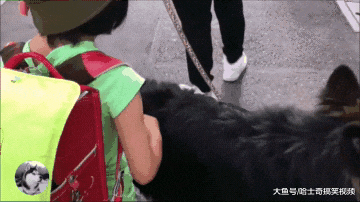 德牧接小主人回家，结果它时不时回头看，真的很有安全感