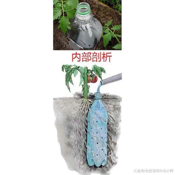 家里種菜往土里插個瓶子，2個星期不澆水都能蹭蹭長，鄰居都來學