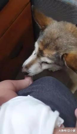 小铲屎官一脚踩空，17岁老狗替身而出，用头当小主人的踏板