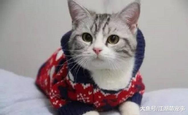 对猫咪而言不需要的5种物品，铲屎官买了也白买